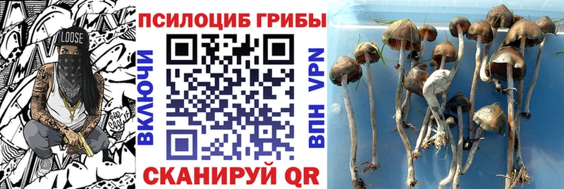 Псилоцибиновые грибы мицелий  Купить закладки  Миллерово 